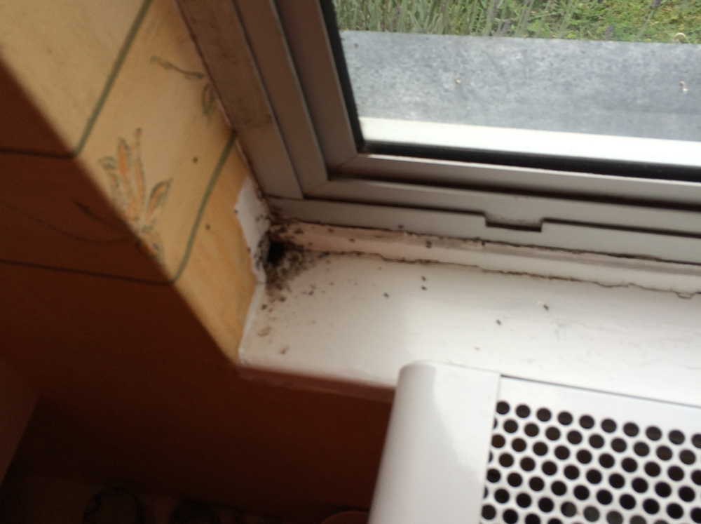 Large colony of ants in a residential home window cill