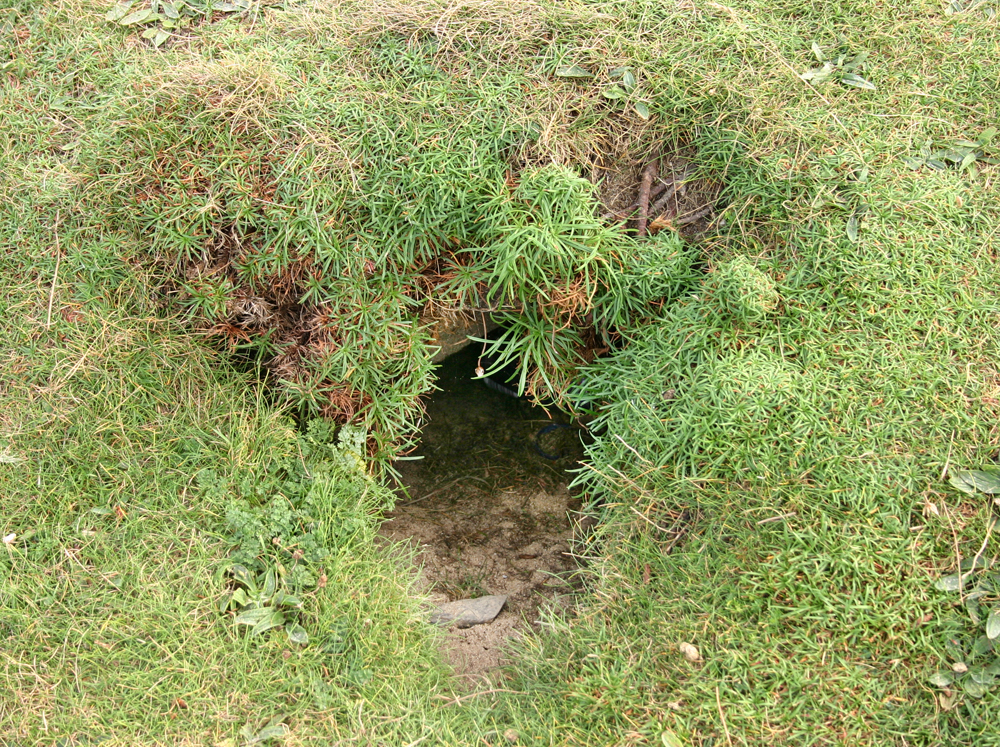 Rabbit burrows in grassland of industrial estate